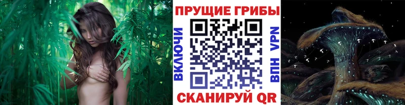 МЕГА ТОР  Котельники  Галлюциногенные грибы ЛСД 