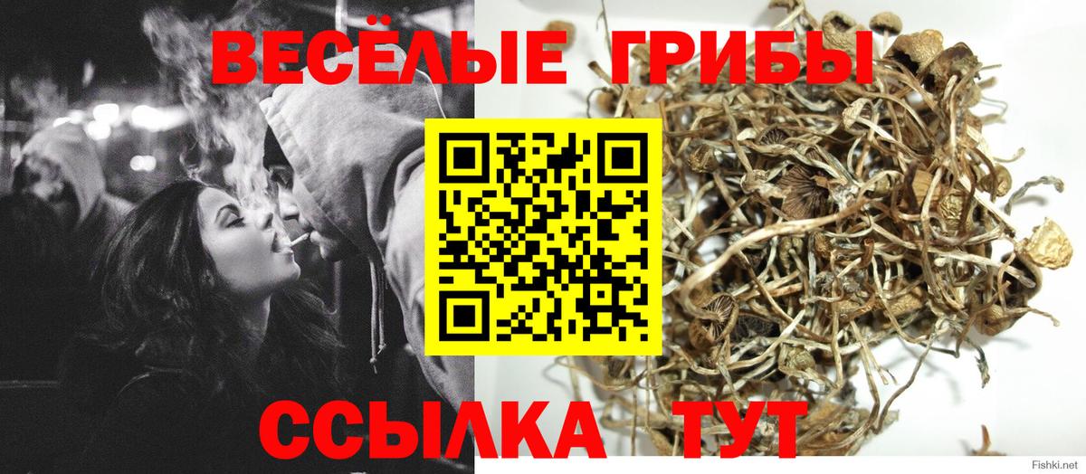 Псилоцибиновые грибы Psilocybine cubensis Котельники